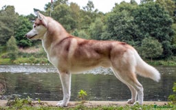 Siberian Husky dogs for sale: Kc reg Siberian husky pups due end of sept  - Image 8