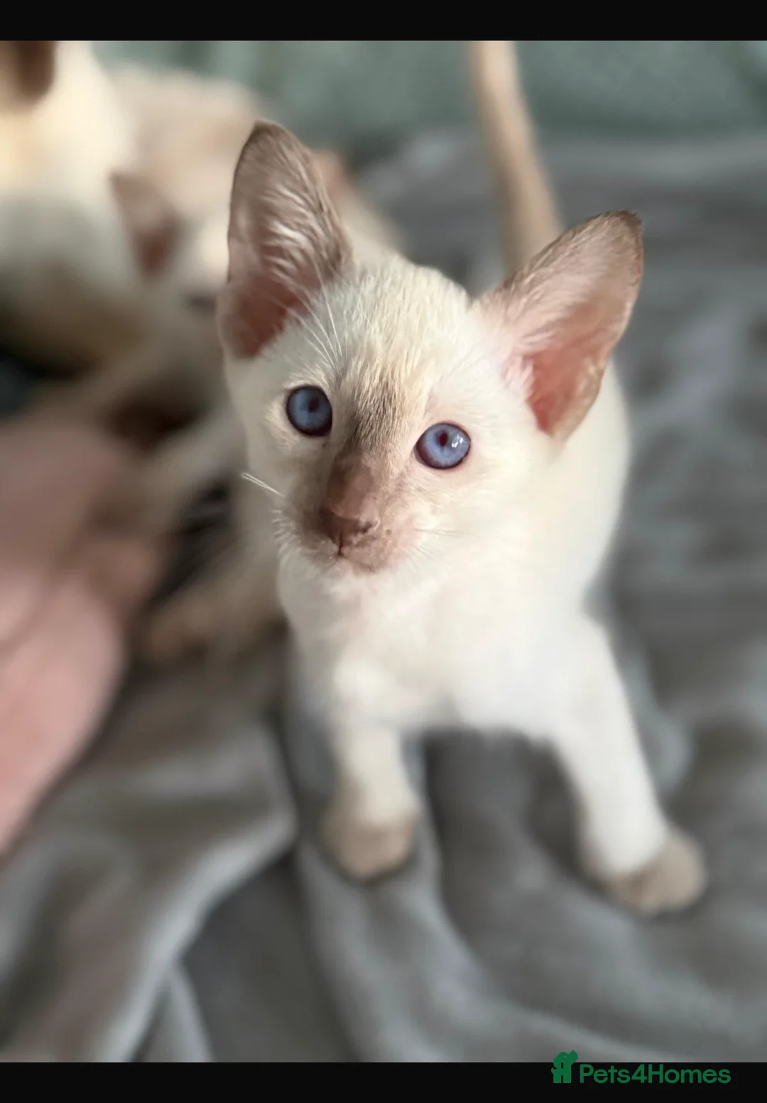 Siamese cats for sale: Siamese kittens  - Advert 2