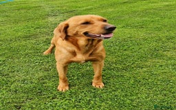 Labrador Retriever dogs for sale: 🐾RETIRED 4 YR OLD FOX RED LABRADOR BITCH 🐾 - Image 1