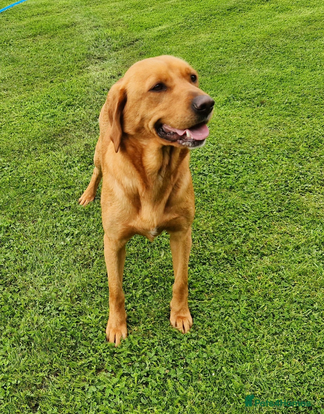 Labrador Retriever dogs for sale: 🐾RETIRED 4 YR OLD FOX RED LABRADOR BITCH 🐾 - Image 1
