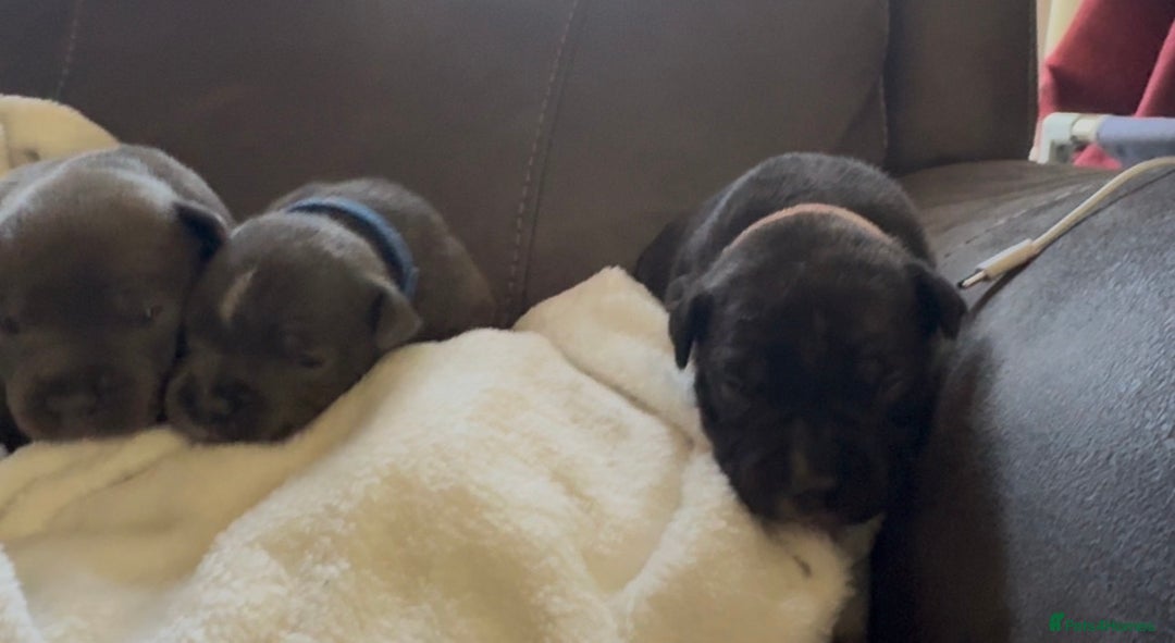 Staffordshire Bull Terrier dogs for sale: 6 Staffordshire pups - Advert 5