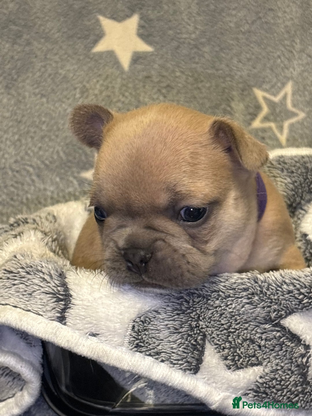 French Bulldog dogs for sale: FRENCH-BULLDOG LITTER  - Advert 12