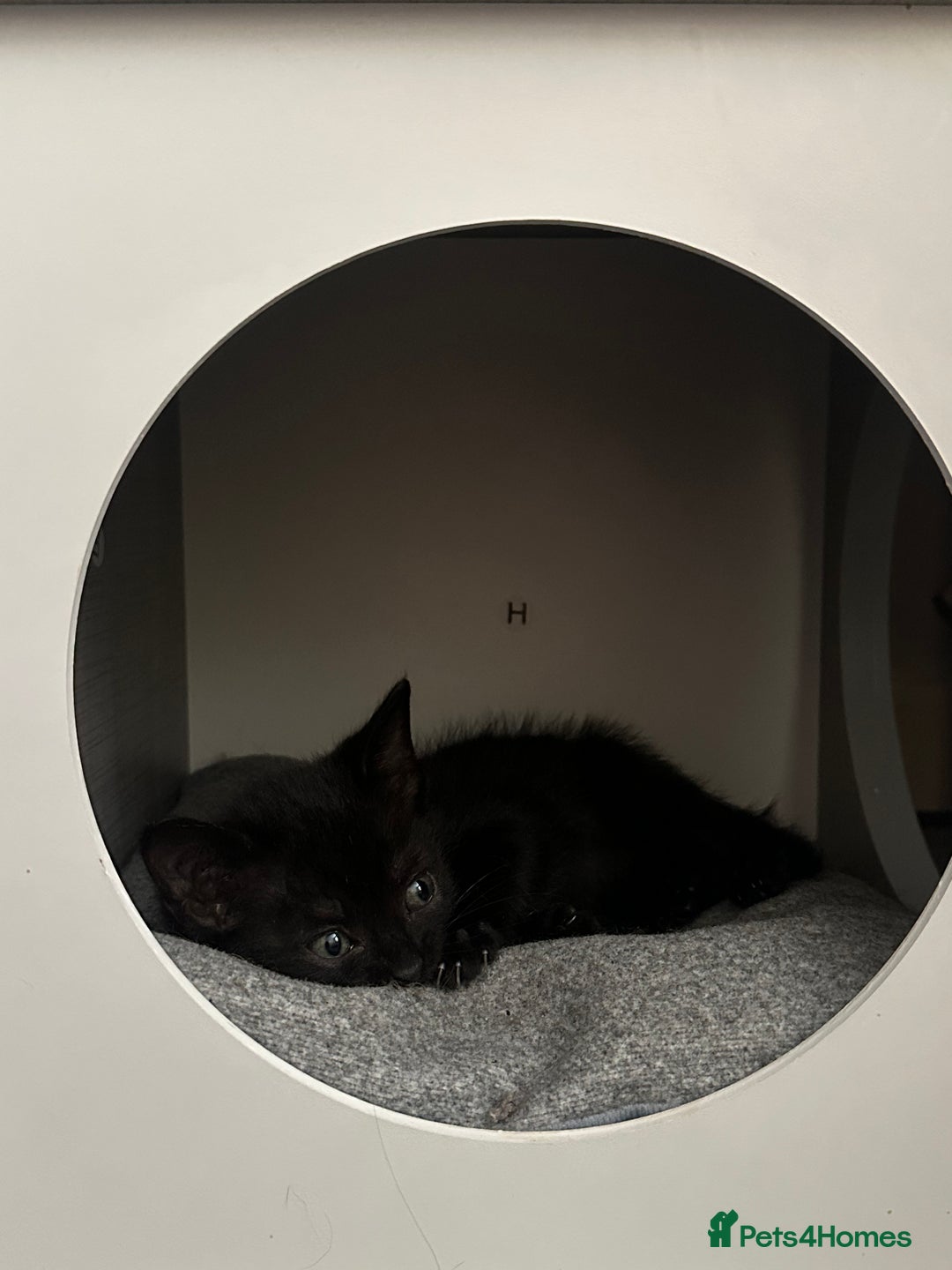 Mixed Breed cats for sale: Mixed breed kittens  - Image 13