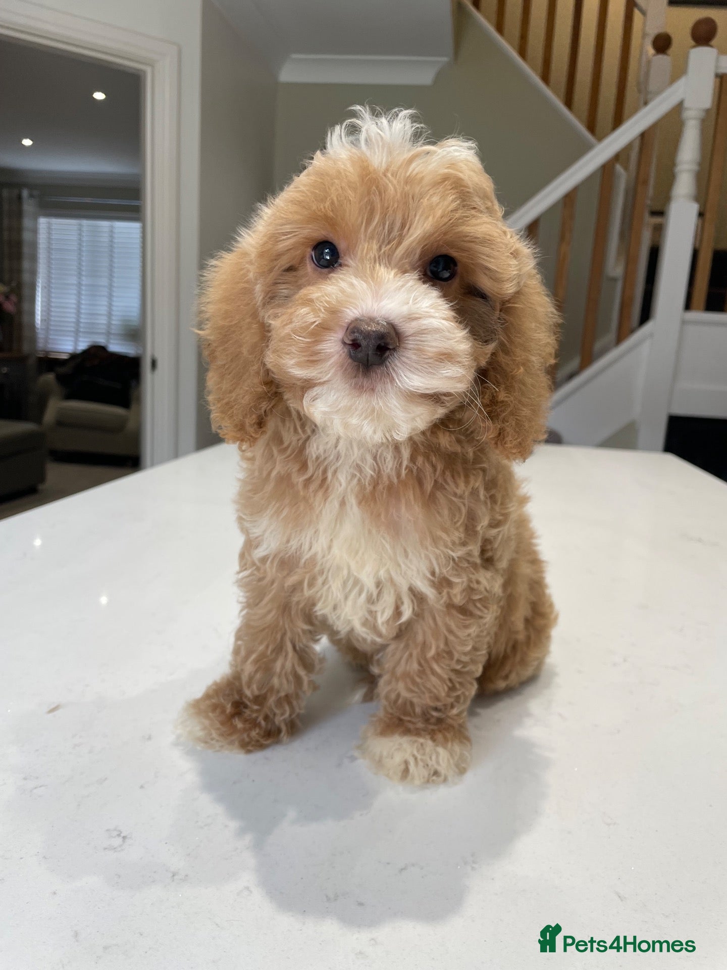Cockapoo dogs F1B Cockapoo Pups - Ready to leave now!! - Advert 1