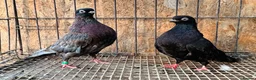 Pigeons birds for sale: RARE COLOUR PORTUGUESE TUMBLER PIGEONS - Advert 4