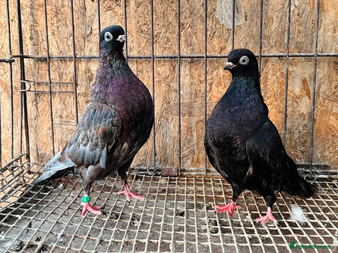 Pigeons birds for sale: RARE COLOUR PORTUGUESE TUMBLER PIGEONS - Advert 4