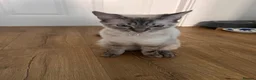 Mixed Breed cats for sale: Shayla , mixed breed adult female cat  - Advert 2