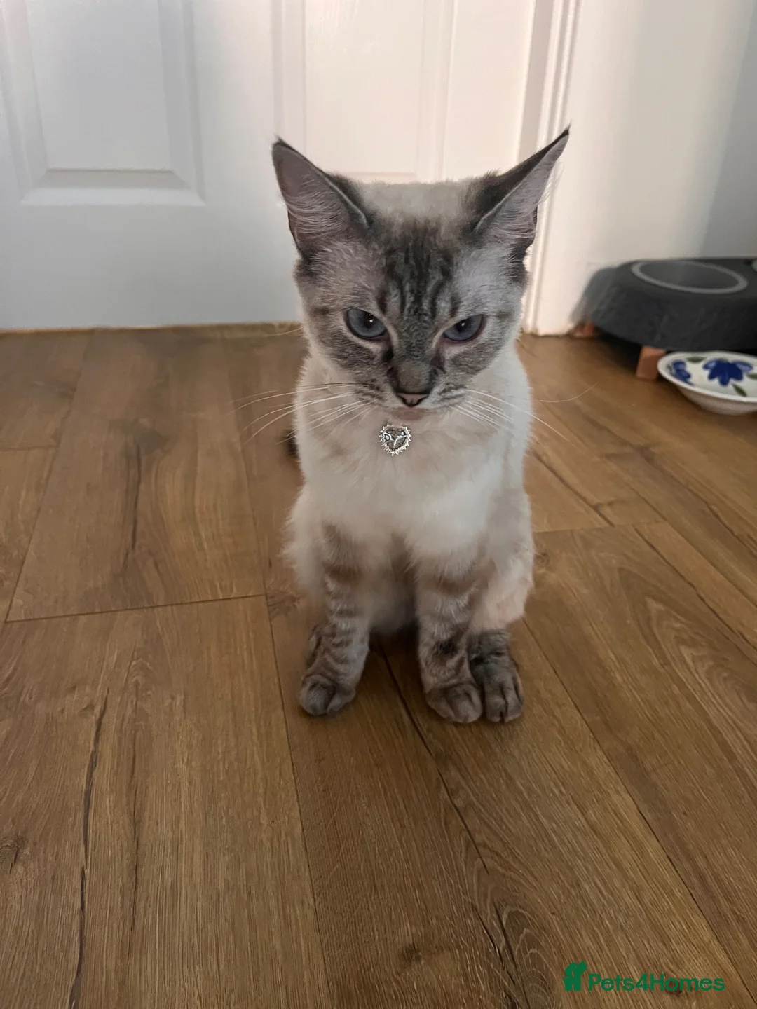 Mixed Breed cats for sale: Shayla , mixed breed adult female cat  - Advert 2