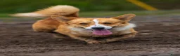 Welsh Corgi Pembroke dogs for stud: Handsome Pembroke Corgi Stud Dog in Shrewsbury - Advert 3