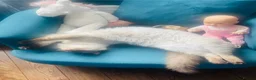 Ragdoll cats for stud: Ragdoll for stud Proven TICA&GCCF Registered💙 in Bristol - Advert 33