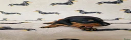 Miniature Dachshund dogs for sale: Beautiful home-reared Miniature Dachshund Puppies - Advert 13