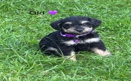 Mixed Breed dogs for sale: F1 MINI SCHNOODLE PUPPIES  - Image 18