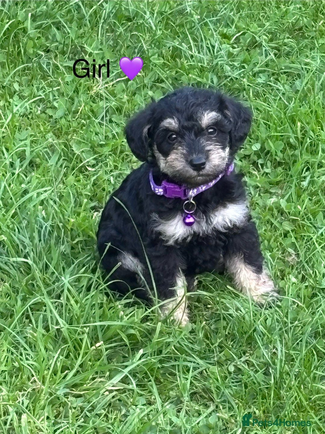 Mixed Breed dogs for sale: F1 MINI SCHNOODLE PUPPIES  - Image 18