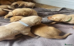 Labrador Retriever dogs for sale: Beautiful litter of perfect labrador retrievers  - Image 6