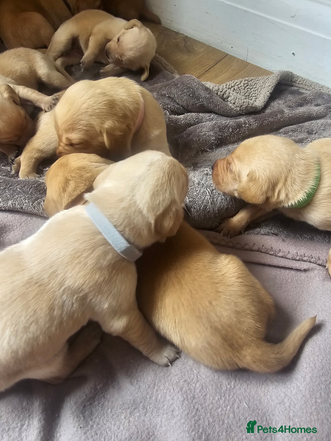 Labrador Retriever dogs for sale: Beautiful litter of perfect labrador retrievers  - Image 6