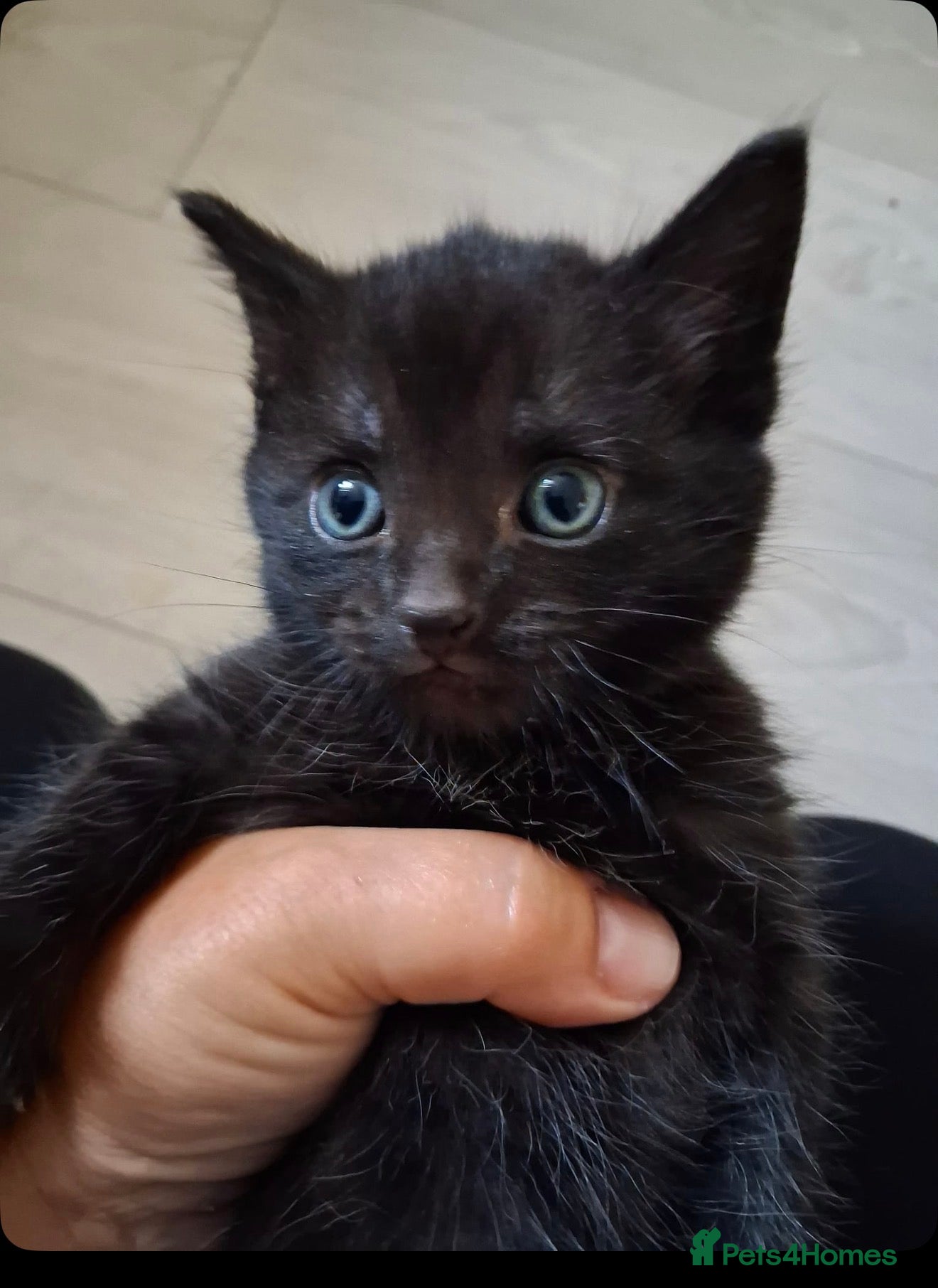 European cats Black kitten  - Advert 8