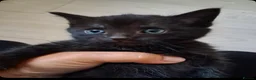 European cats for sale: Black kitten  - Advert 1
