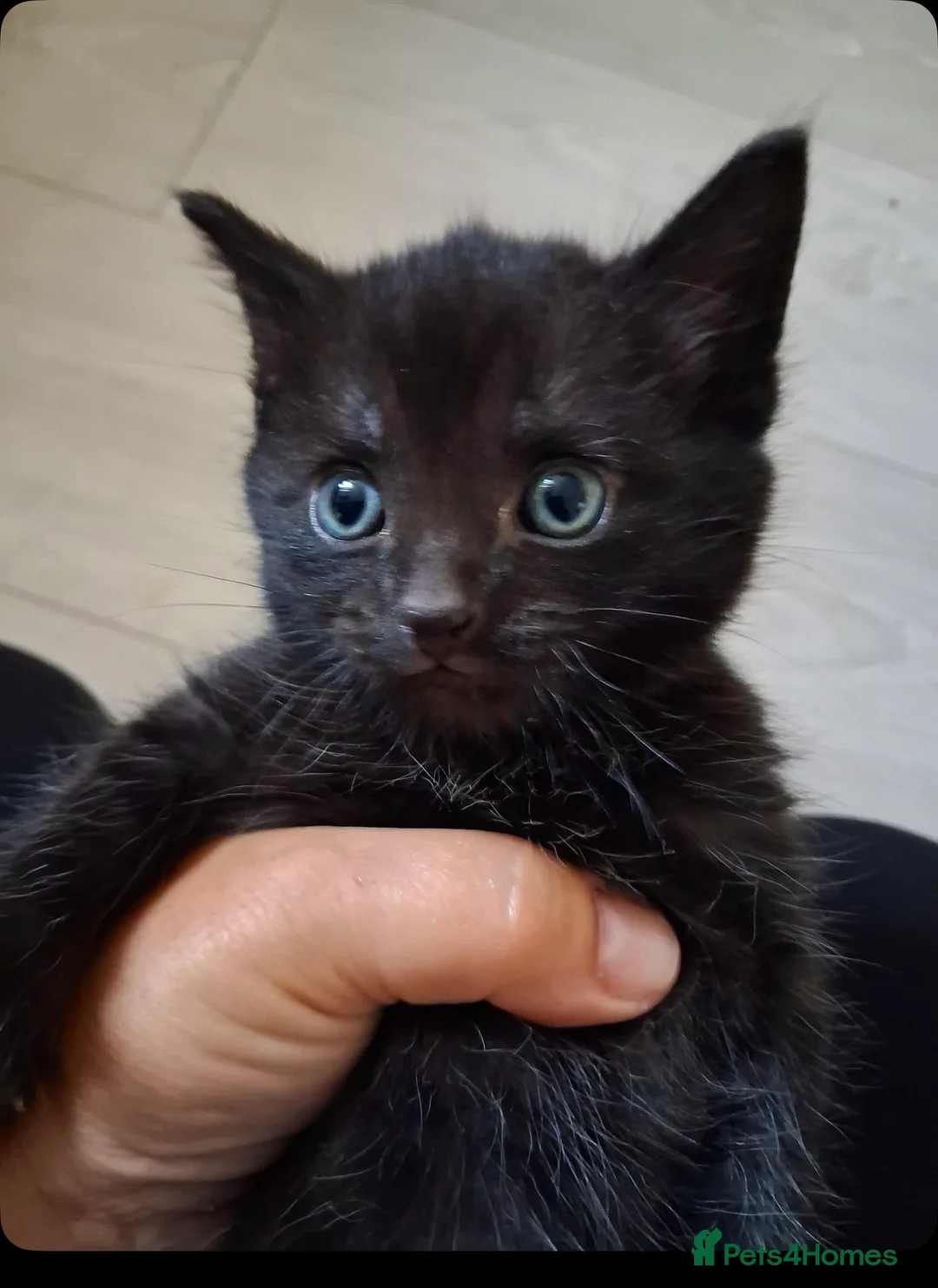European cats for sale: Black kitten  - Advert 1