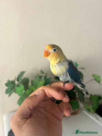Lovebirds birds - Advert 13