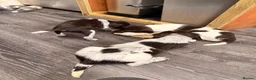 Mixed Breed dogs for sale: Sprointer puppies - Advert 22