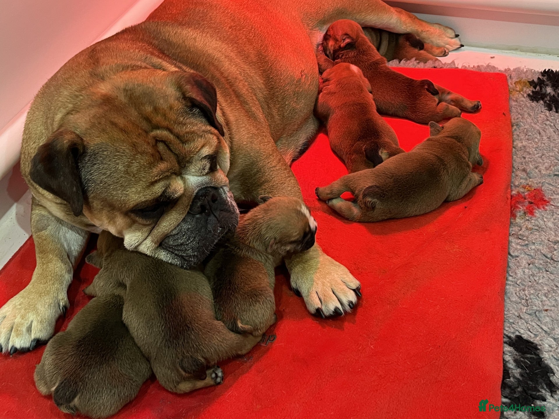 English Bulldog dogs red and white bulldog pupps  - Advert 2