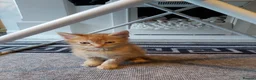Mixed Breed cats for sale: 4 mixed kittens ready for loving homes - Advert 7