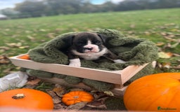 Boxer dogs for sale: ASTONISHING KC REGISTERED BOXER PUPPIES!  - Image 15