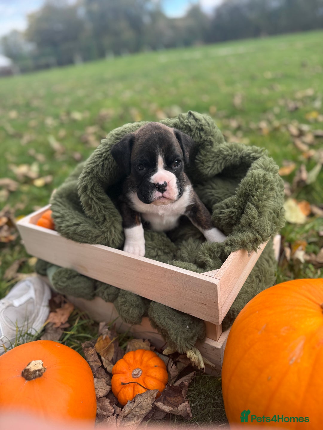 Boxer dogs for sale: ASTONISHING KC REGISTERED BOXER PUPPIES!  - Image 15