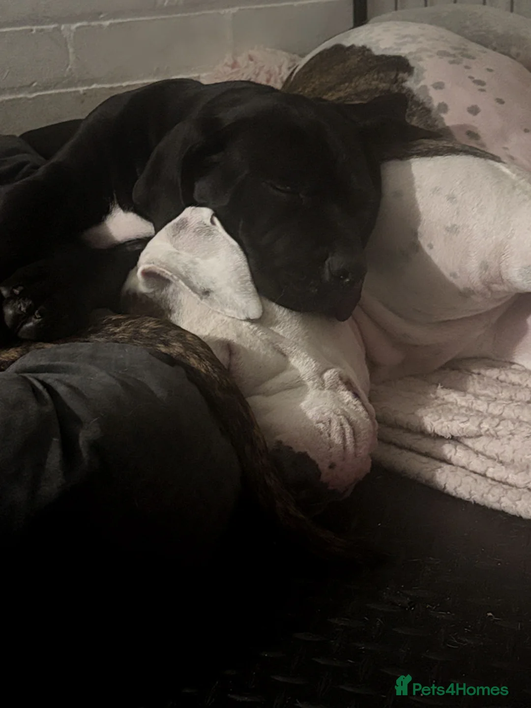 Mixed Breed dogs for sale: Mabel in Southampton - Advert 2
