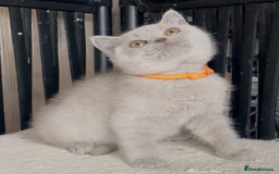British Shorthair cats for sale: Beautiful BSH kittens  - Image 8