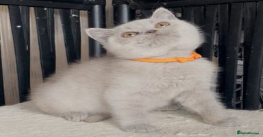 British Shorthair cats - Advert 14