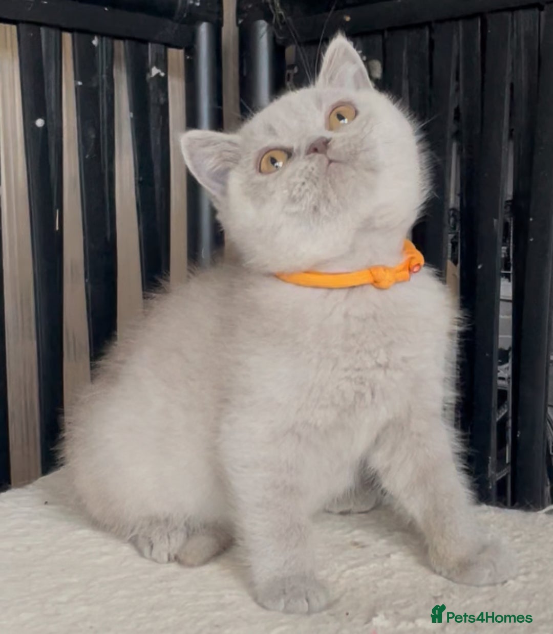 British Shorthair cats for sale: Beautiful BSH kittens  - Image 8
