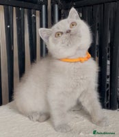 British Shorthair cats - Advert 14