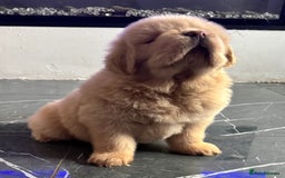 Tibetan Mastiff dogs for sale: Chinese Tibetan mastiff pups  - Image 19
