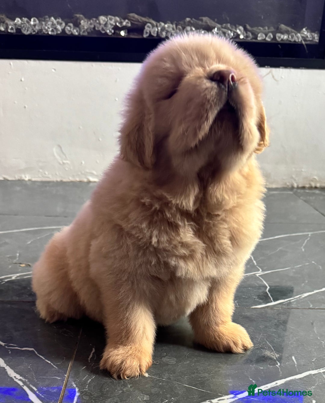 Tibetan Mastiff dogs for sale: Chinese Tibetan mastiff pups  - Image 19