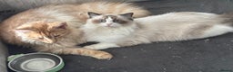 Ragdoll cats for sale: Attention please  - Advert 11