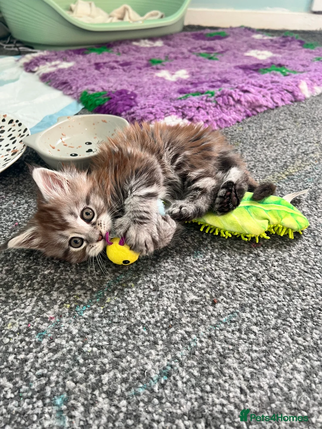 Maine Coon cats for sale: Polydactyl Maine Coon Girl! - Advert 2