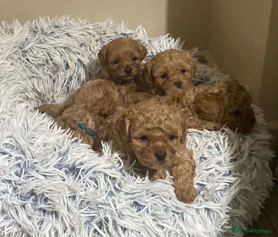 Shihpoo dogs for sale: 5 x female F1b Shihpoo pups - Advert 4