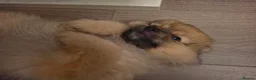 Pomeranian dogs for sale: Beautiful Pomeranian Puppies in Manchester - Advert 7