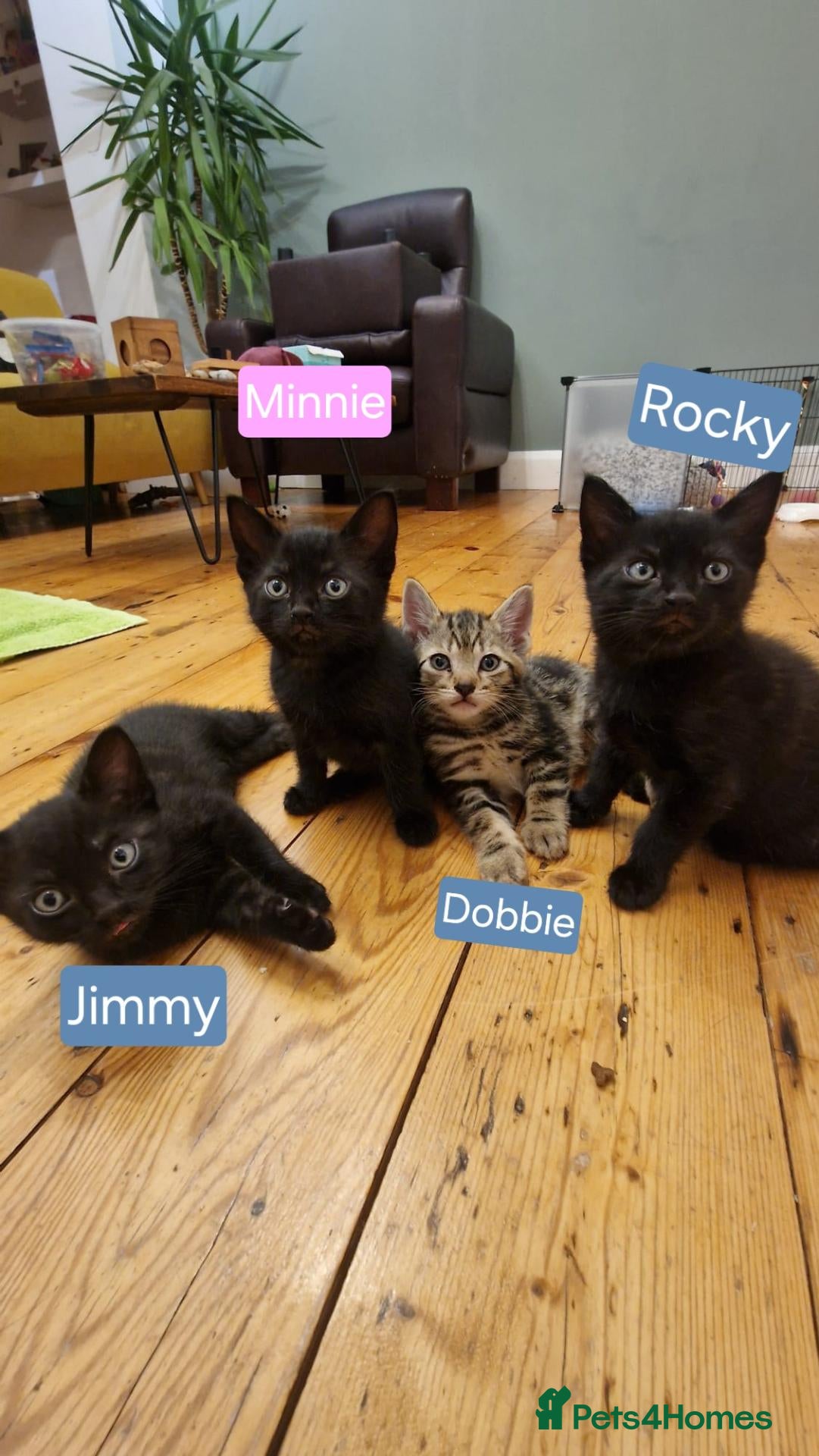 Mixed Breed cats Russian Blue & Bengal Cross kittens - Advert 18