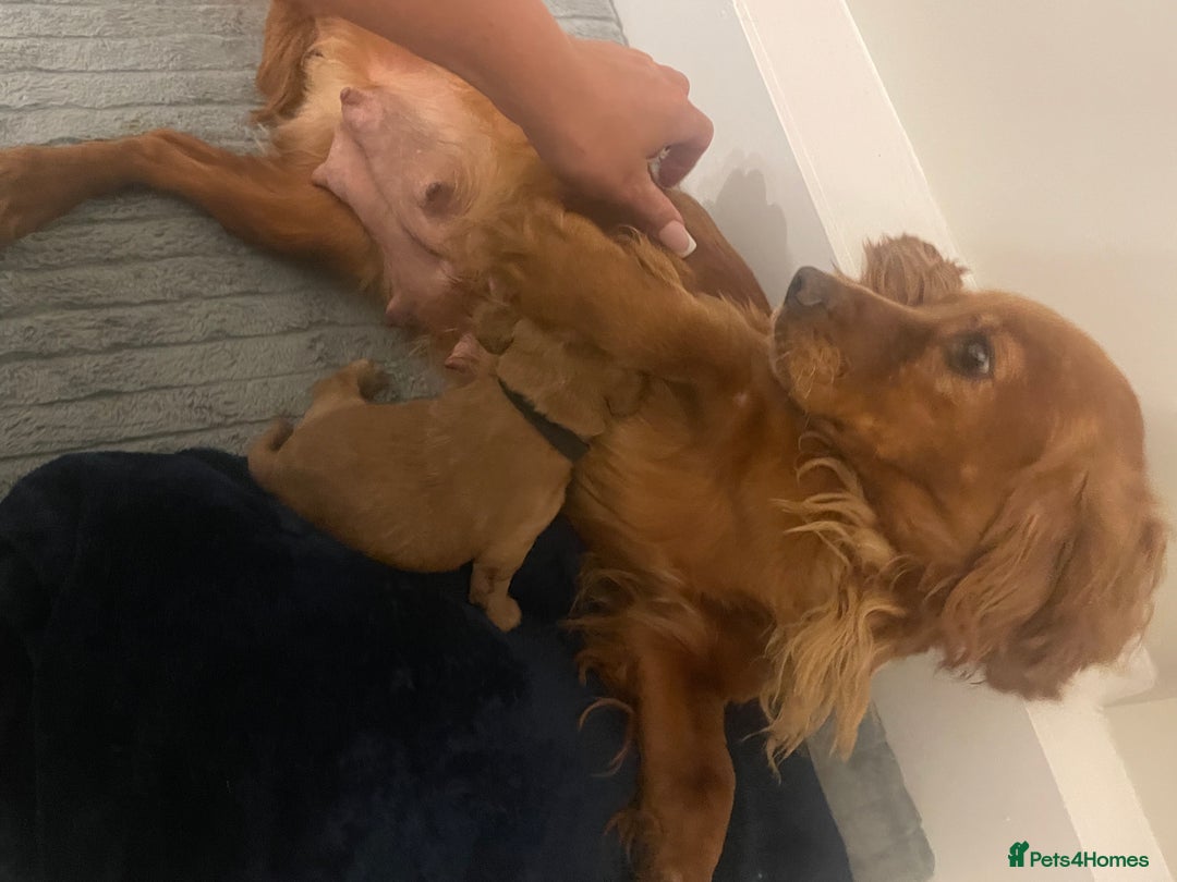 Cockapoo dogs for sale: Beautiful cockerpoo boy  - Image 5