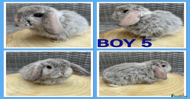 Mini Lop rabbits - Advert 1