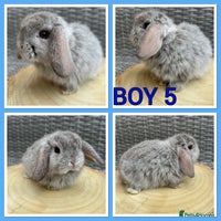 Mini Lop rabbits - Advert 3