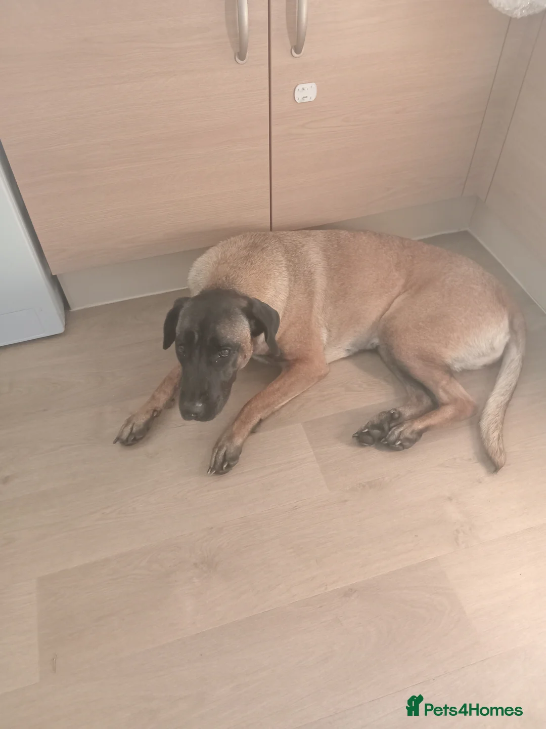 Belgian Shepherd Dog dogs for sale: Female belguim shepard  - Advert 3
