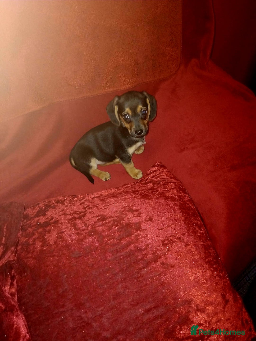 Mixed Breed dogs for sale: dachshund maltese mix - Image 3