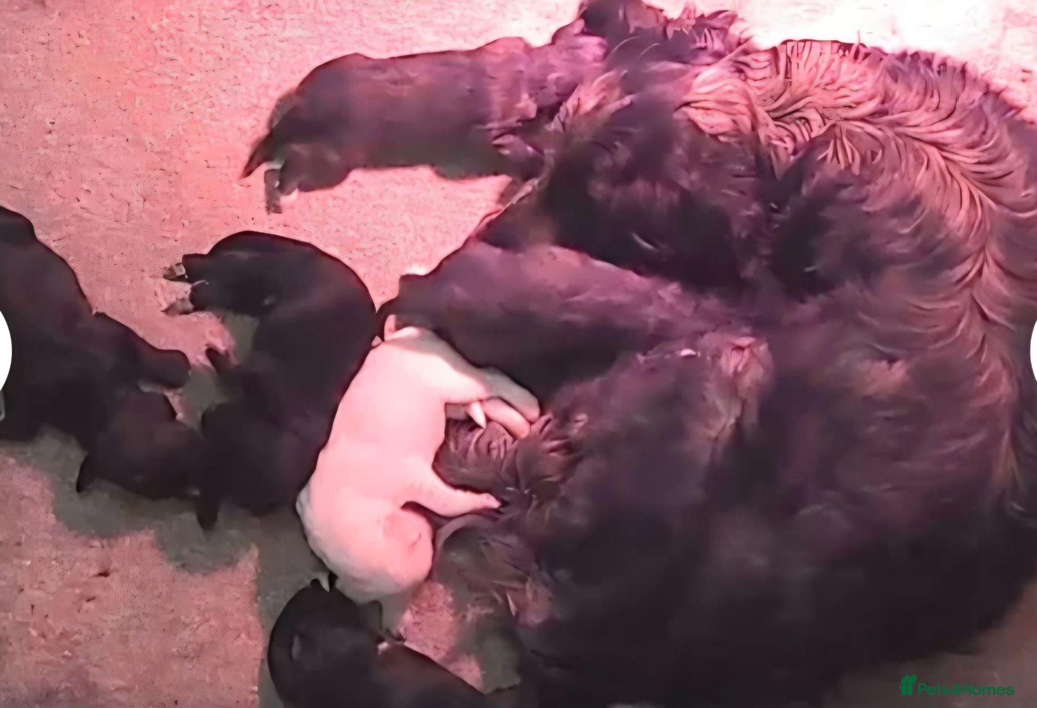Cockapoo dogs Adorable cockapoo puppys  - Advert 2