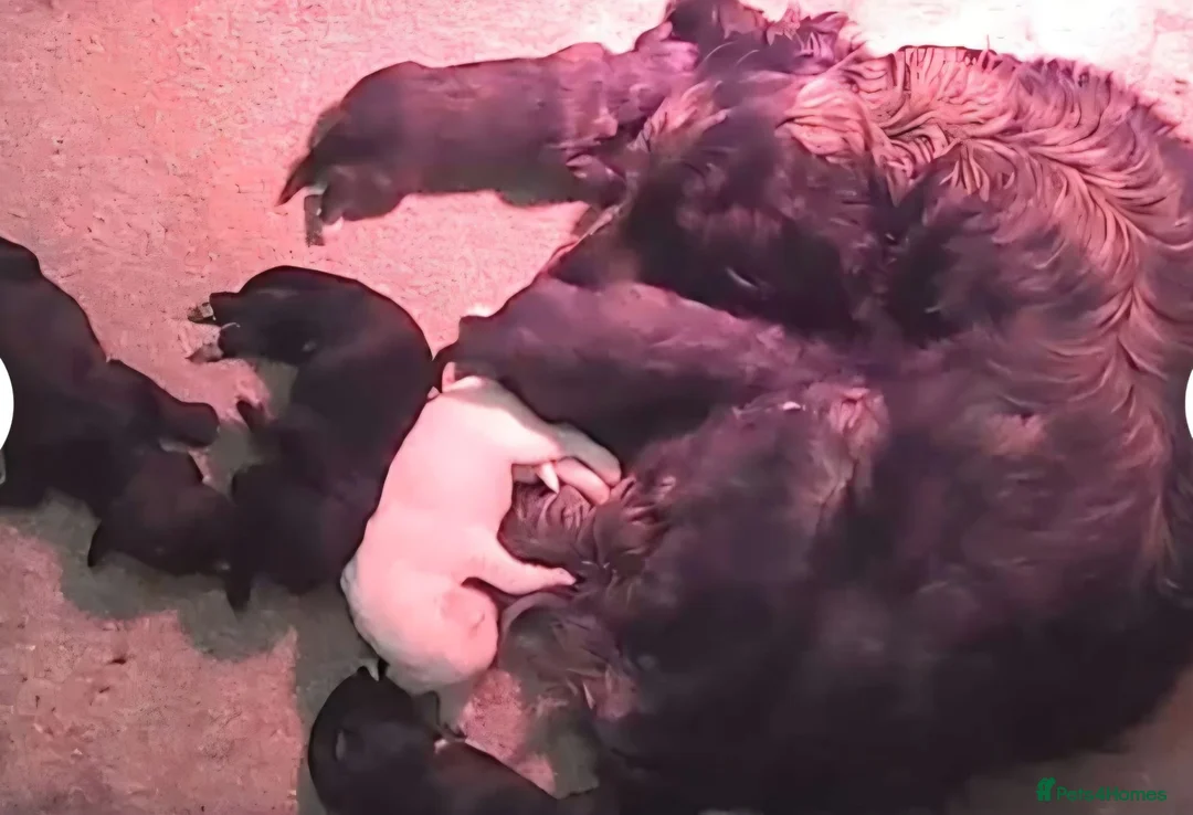 Cockapoo dogs for sale: Adorable cockapoo puppys  in Billingham - Advert 1