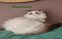 Ragdoll cats for sale:  READY NOW GCCF  REG. EUROPEAN  LINE BOYS   - Image 6