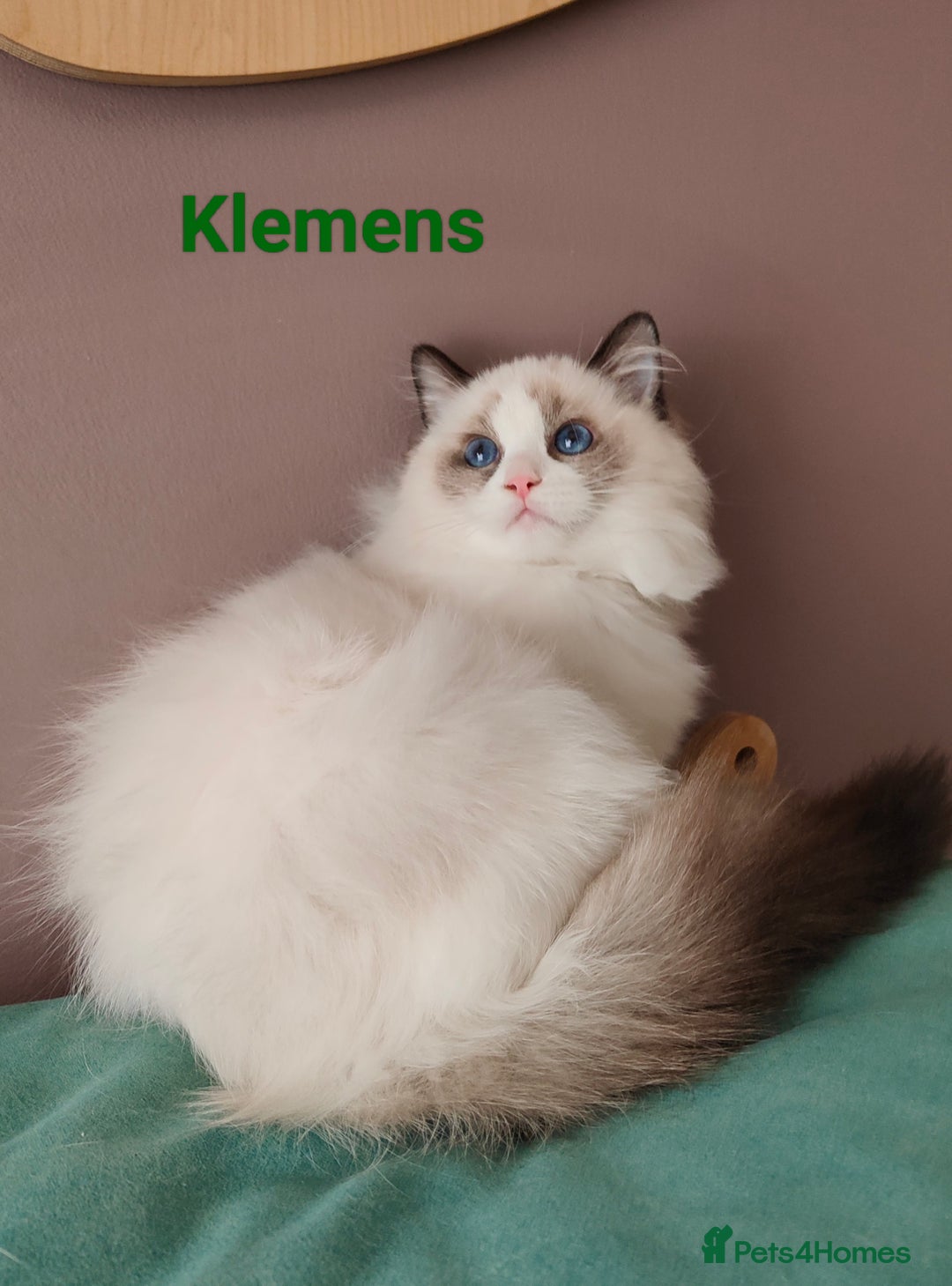 Ragdoll cats for sale:  READY NOW GCCF  REG. EUROPEAN  LINE BOYS   - Image 6