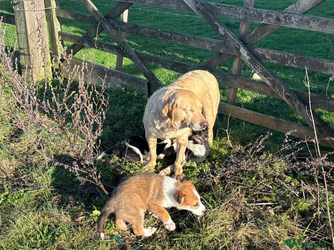 Borador dogs for sale: Gorgeous little boy puppy!  in Ashford - Advert 2